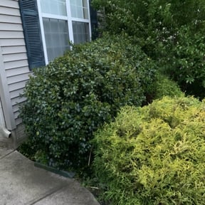 Bush Trimming by AllTex Home And Commercial Services reviewed on August 16, 2025