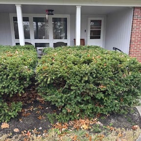 Bush Trimming by Lawn Pro grounds management reviewed on November 24, 2025