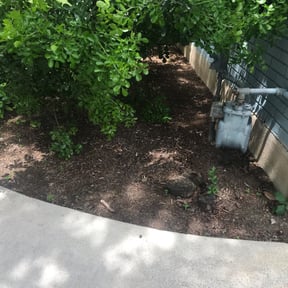 Leaf Removal by Meet Carthon landscaping reviewed on August 17, 2025