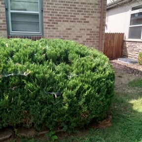 Bush Trimming by Anthonys Home & Outdoor Services llc reviewed on August 20, 2025
