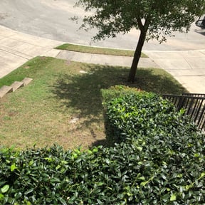 Bush Trimming by Texas Best Lawn and Farm reviewed on August 16, 2025
