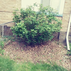 Bush Trimming by Hustle Lawn Care reviewed on November 20, 2025