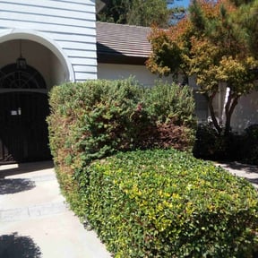 Bush Trimming by Reliable Enterprises LLC reviewed on October 24, 2025