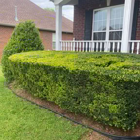 Bush Trimming by Man With A Plan reviewed on November 20, 2025