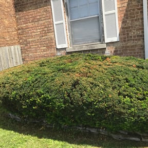 Bush Trimming by Bright Lawn Landscaping reviewed on August 17, 2025