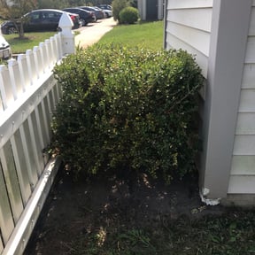 Bush Trimming by Jtdps lawn services reviewed on August 15, 2025