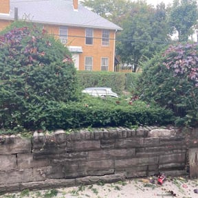 Bush Trimming by Allen's Lawn Service reviewed on August 18, 2025