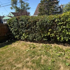 Bush Trimming by AP Landscapers reviewed on November 7, 2025