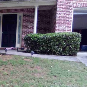 Bush Trimming by Clean Lawn Services, LLC reviewed on August 15, 2025