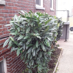 Bush Trimming by Raptor Lawn Care LLC reviewed on August 21, 2025