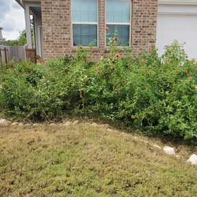 Bush Trimming by Caballero Lawnscapes Services reviewed on August 17, 2025