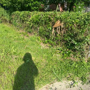 Bush Trimming by ON SITE LAWN SERVICE LLC. reviewed on August 16, 2025