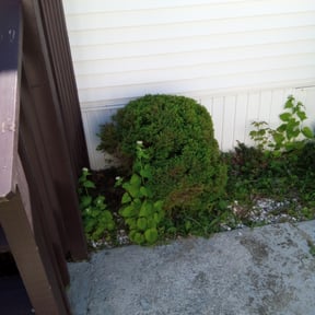 Bush Trimming by Reyes lawcare reviewed on August 17, 2025