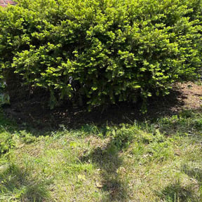 Bush Trimming by The Eighth Dimension, A.I.E reviewed on May 19, 2026