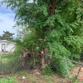 Bush Trimming by C & S Landscape Company, LLC reviewed on August 16, 2025