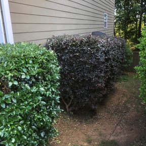 Bush Trimming by Soto landscape reviewed on August 16, 2025