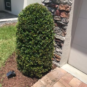 Bush Trimming by Planet one landscape & Lawncare, LLC reviewed on August 15, 2025