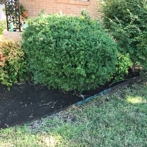 Flower Bed Weeding by Alfas landscaping reviewed on August 19, 2025