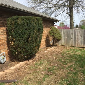 Bush Trimming by A Plus Lawn care reviewed on August 19, 2025
