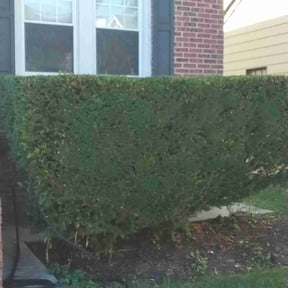 Bush Trimming by Timberline Lawn Services  reviewed on December 17, 2025