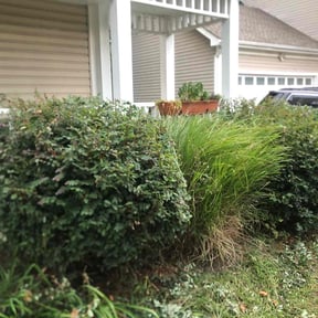 Bush Trimming by Bubbas yard care reviewed on August 17, 2025