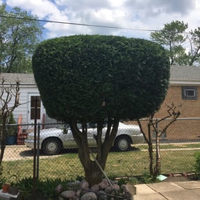 Bush Trimming by Curry&#039;s mowing reviewed on June 12, 2020