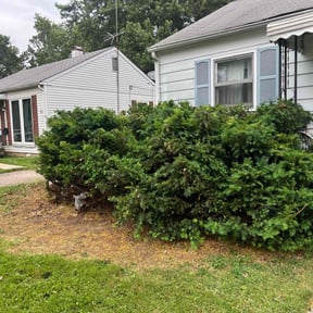 Bush Trimming by Macias landscaping reviewed on August 19, 2025