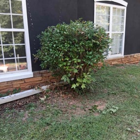 Bush Trimming by farsight services reviewed on November 10, 2025