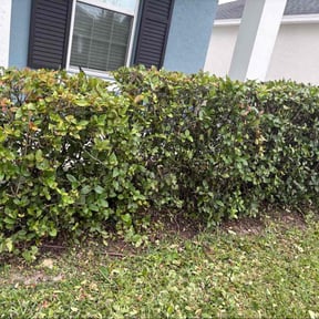 Bush Trimming by Vaquero Hills Landscaping llc. reviewed on October 22, 2025