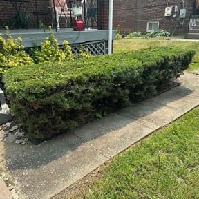Bush Trimming by 4izzy inc reviewed on August 20, 2025