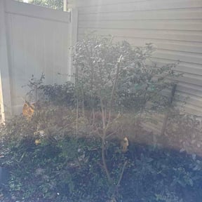 Bush Trimming by JD Landscaping reviewed on August 17, 2026