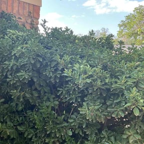 Bush Trimming by All About Grass reviewed on July 21, 2026