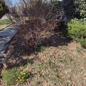 Bush Trimming by Smack Down lawns and tractor services reviewed on August 15, 2025