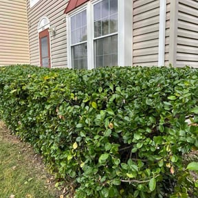 Bush Trimming by CR Services reviewed on October 18, 2025