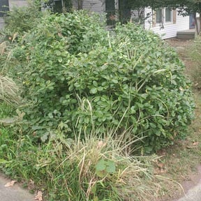 Bush Trimming by M &amp; F Landscaping Services LLC reviewed on November 23, 2025