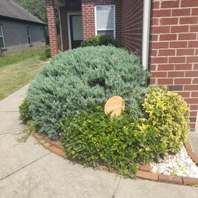 Bush Trimming by The Kadyebo way reviewed on August 17, 2025