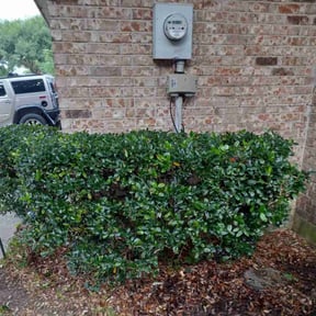 Bush Trimming by Lawn man care llc reviewed on August 20, 2025