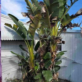 Bush Trimming by Sprouts Novus reviewed on July 23, 2025