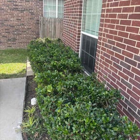 Bush Trimming by Belmontes Landscape LLC reviewed on April 16, 2026