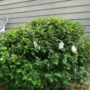 Bush Trimming by Quick Snips reviewed on August 18, 2025