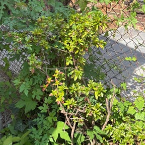 Bush Trimming by Mower man reviewed on October 21, 2025