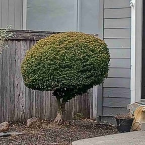 Bush Trimming by People's Choice Outdoor Services reviewed on August 17, 2025