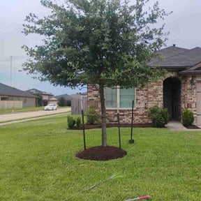 Tree Trimming by The Hill Landscaping reviewed on February 4, 2026