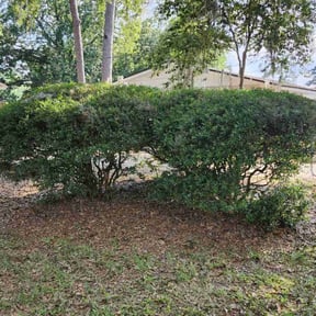 Bush Trimming by M & F Landscaping Services LLC reviewed on August 16, 2025