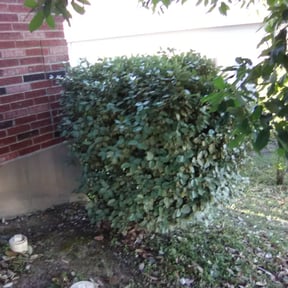 Bush Trimming by J&S LAWN CARE AND DEBRIS REMOVAL reviewed on August 16, 2025