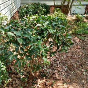 Bush Trimming by Malone & Son LLC reviewed on August 21, 2025