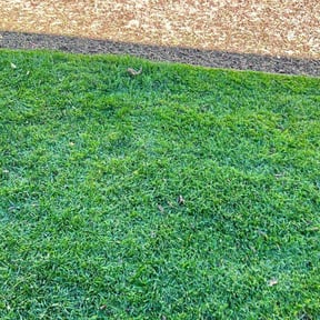 landscape maintenance by To The Rescue Landscaping and Hurricane Clean Up reviewed on August 19, 2025