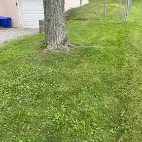 turf care by A Plus Lawn care reviewed on April 4, 2024