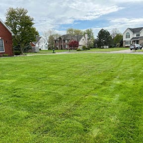 yard care by A New day Lawncare Services reviewed on August 18, 2025