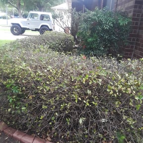 Bush Trimming by Js Lawn Care reviewed on August 21, 2025